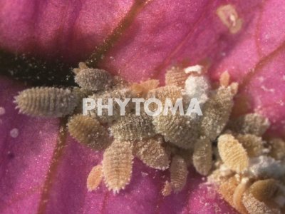 Phenacoccus peruvianus